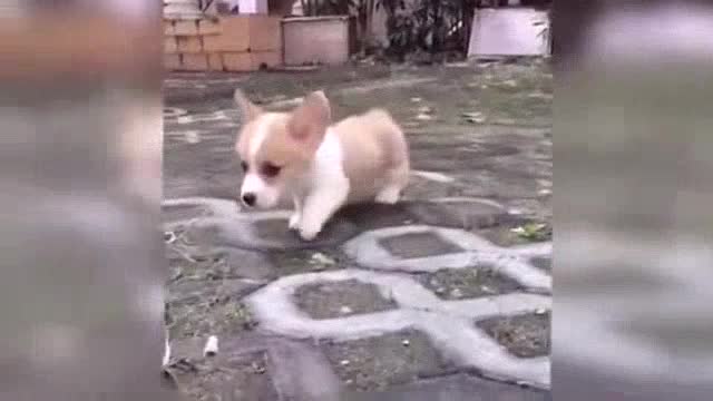 Funny Animal Videos 2023