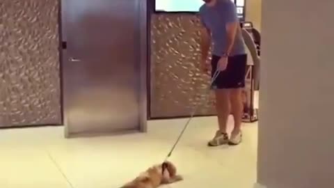 Puppy mop the ground