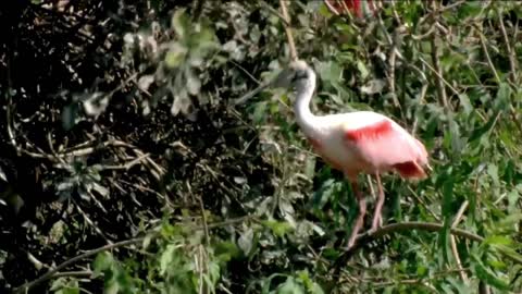 Big wading bird egret