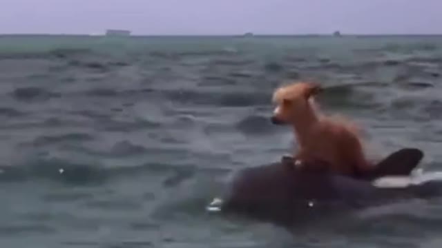 The puppy that fell into the water was saved by the sea baby