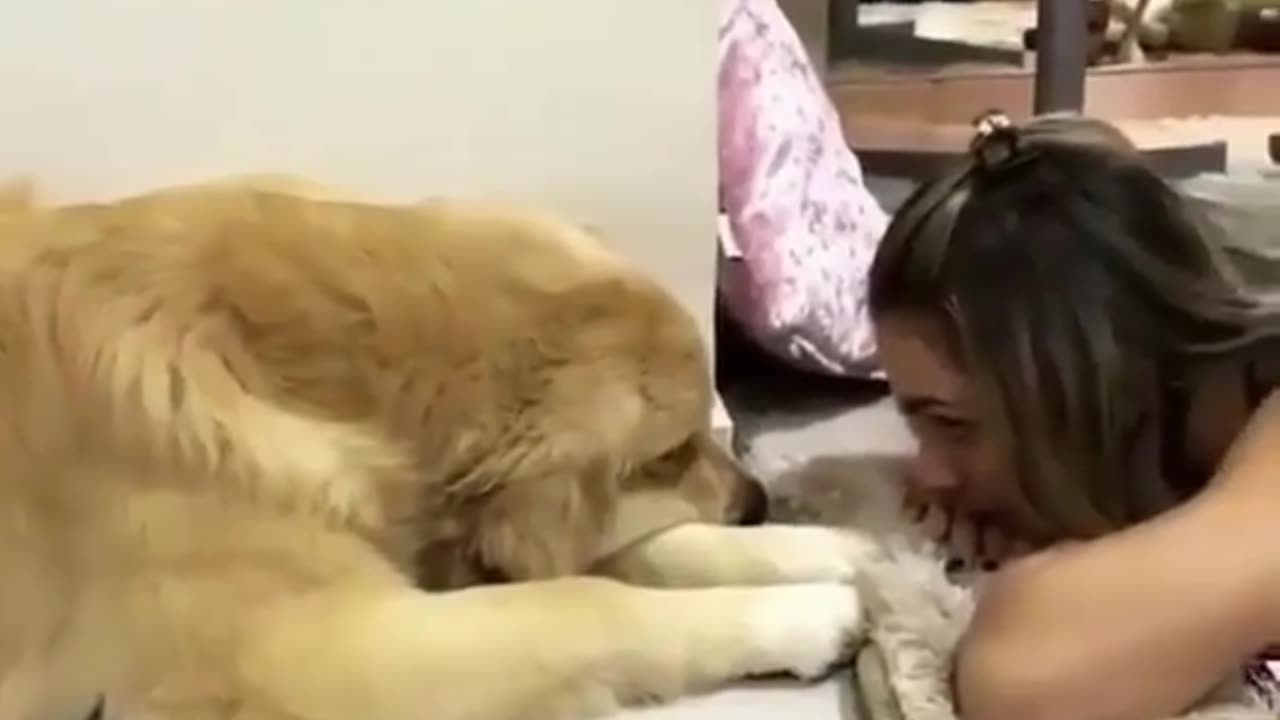 Beauty and Dog