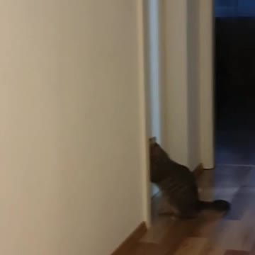 will open the door or not