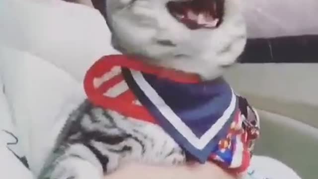 Cat in cheerful mood