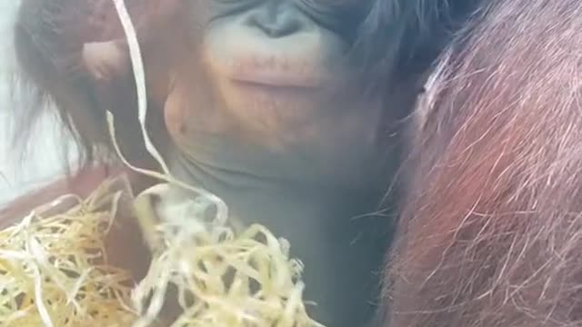 monkey