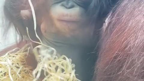 monkey