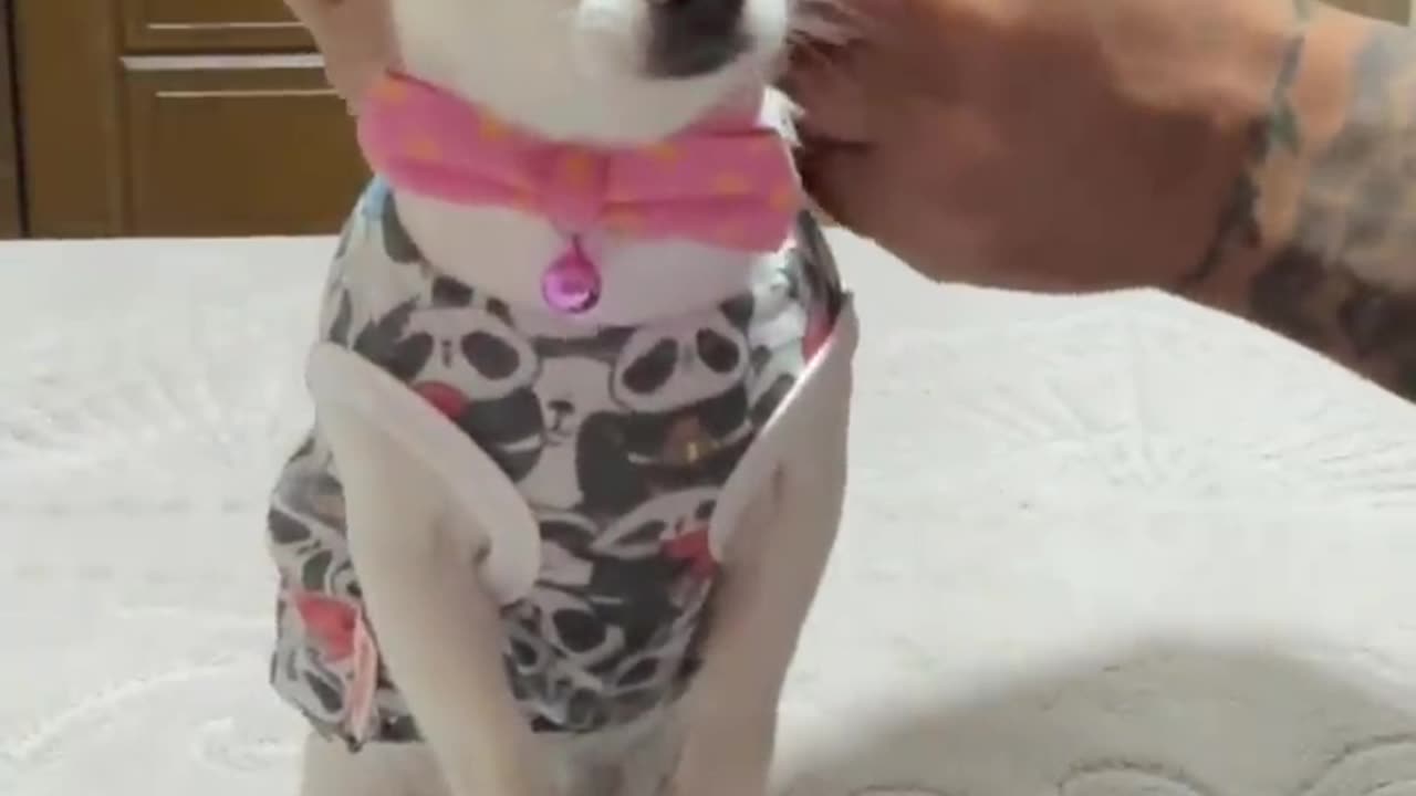 Did you like the outfit of princess??