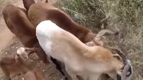 Brazilian Fauna - A goat fight like you've never seen before.