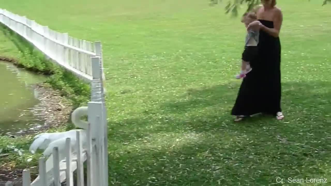 best funny video,funny video,animal fun