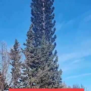 When we have nothing to hide, we don't camouflage these antennas in this way.