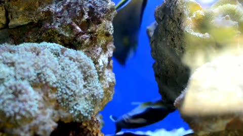 Beautiful Fishes under sea | Life under sea @ScenicRelaxationFilms #youtube #viral #trending #fish