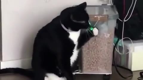 Funny Dogs And Cats Videos 2023 😅👌