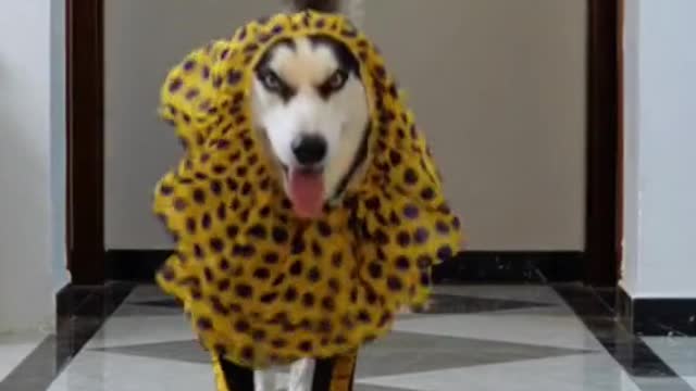 Dog's fashion show