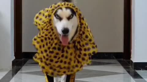 Dog's fashion show