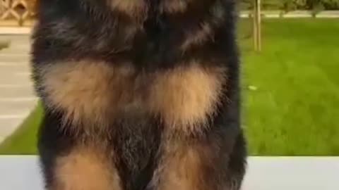 Cute6WeeksOldGermanShepherdPuppy