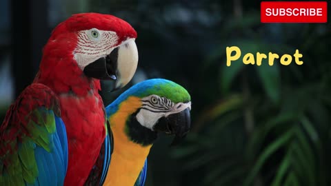 Facts of parrot