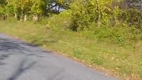 Would you help him Full video in bio.