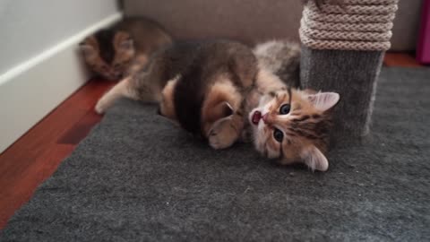 Hosico's kittens