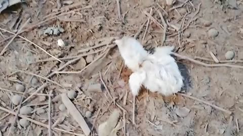 Successfully Saved The Life of Baby Chick