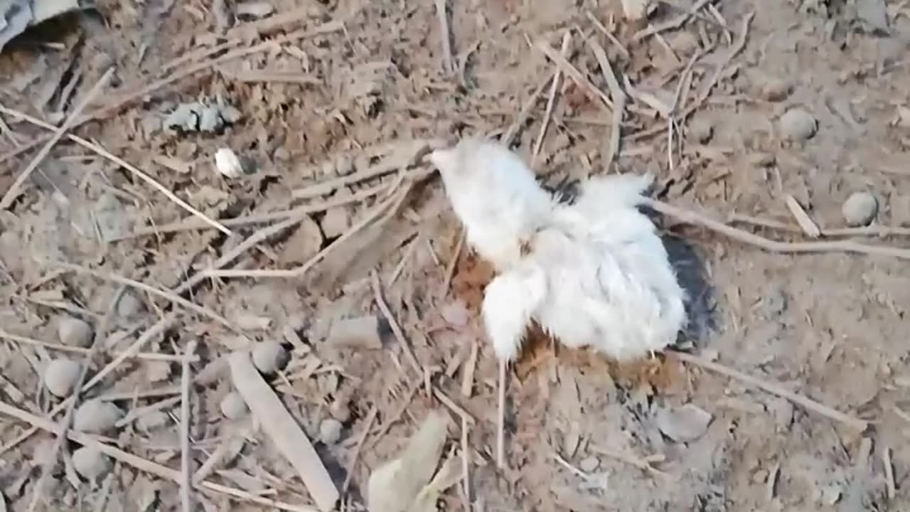 Successfully Saved The Life of Baby Chick