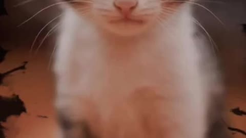 cat video