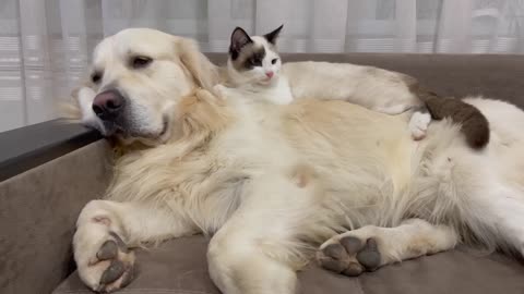 Kitten Annoys Golden Retriever