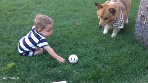 Cute corgis