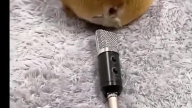 Funny Dog Videos 2021 I