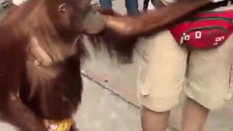 Too funny chimpanzee
