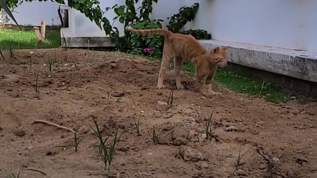 Cat Falling in Slowmo (with sound effects)