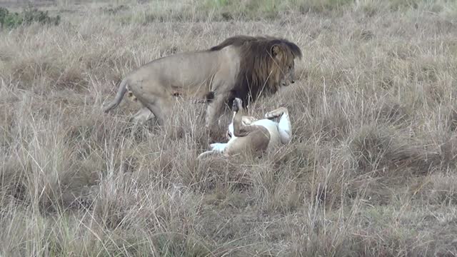 lions who love each other make humans jealous