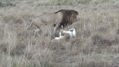 lions who love each other make humans jealous