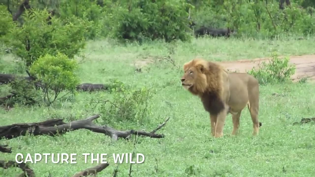 EXTREMELY RARE!!! Fearless Male Lion attacks Buffalo Herd, ALONE!!!