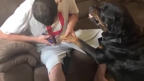 Angry Rottweiler Doesn't Want To Cut His Nails