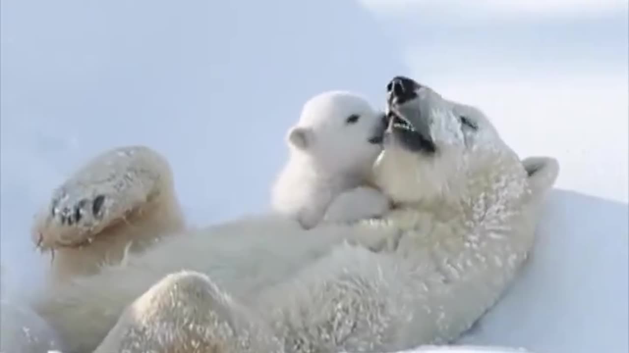 white Polar bear