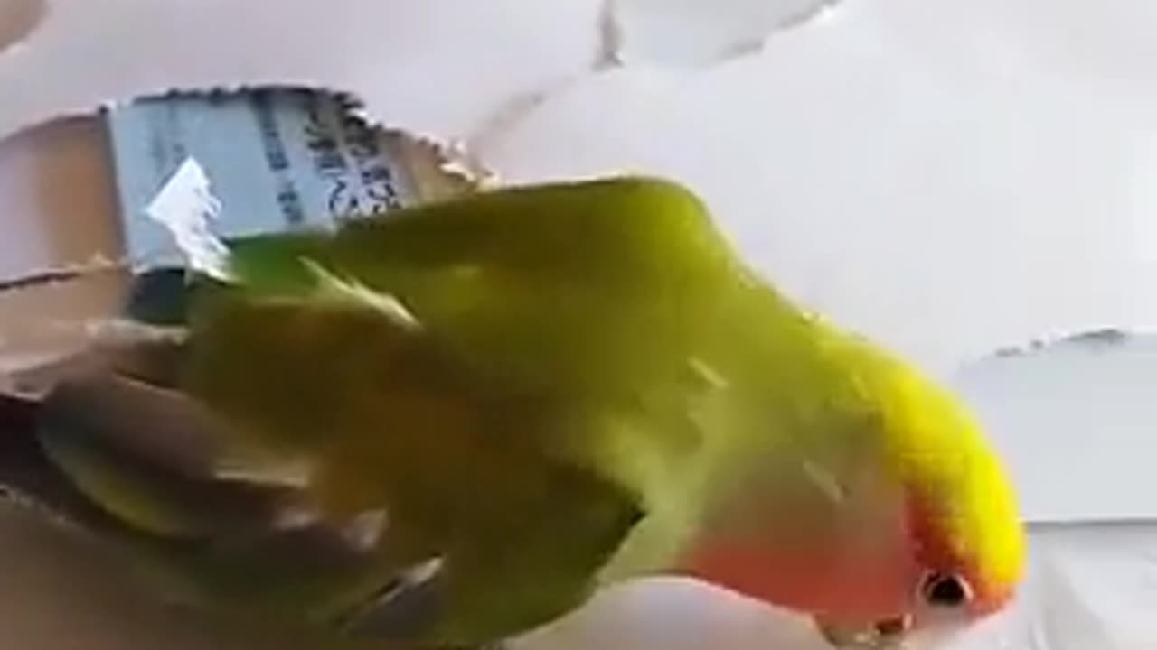 A parrot making his own nest