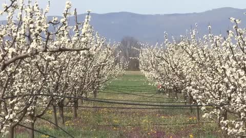 Picking Billions Of Plums In California