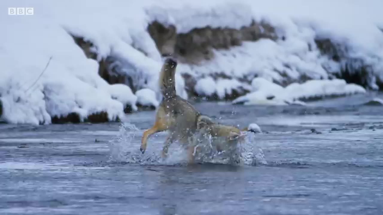 Bobcat Hunting in Winter | Planet Earth II | BBC Earth