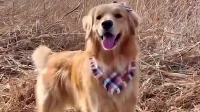 Here is a lovely doggo to brighten up your weekend!❤️ #dogs #shorts