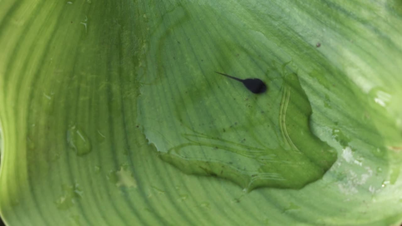 Tadpole