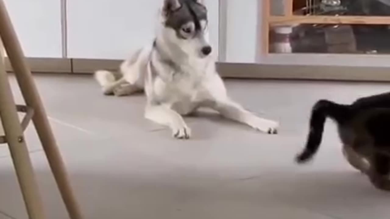 Sweet cat funn with dog playing beautiful