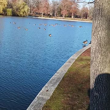 Ducks kissena park