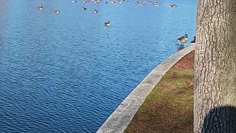 Ducks kissena park