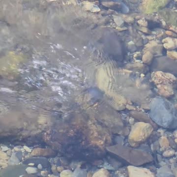 🕊️🕊️🐦Bards video👍🙏👍