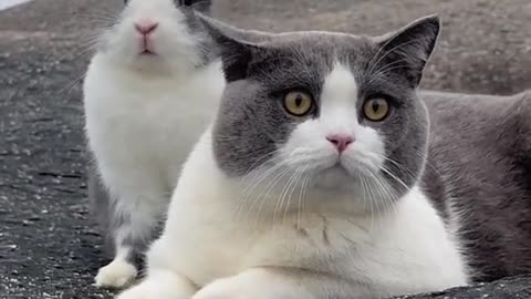 CAT AND RABBIT