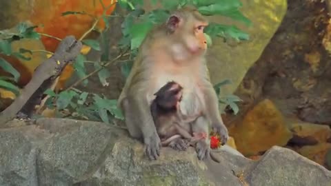 4K_Quality_Animal_Footage_-_Monkeys_Beautiful_Scenes_Episode_2_|_Viral_Monkey