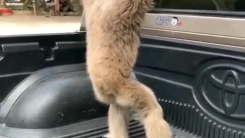 monkey short video | cute Monkey