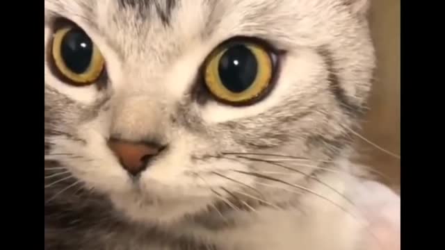 Amazing animals video collection