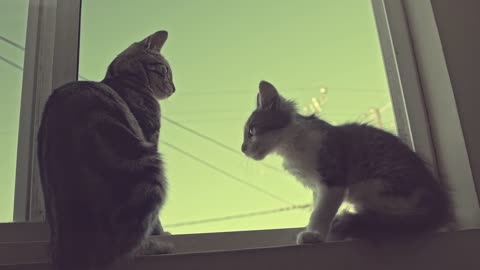 !! Cat Video! Animal Video!! Pets Video!!