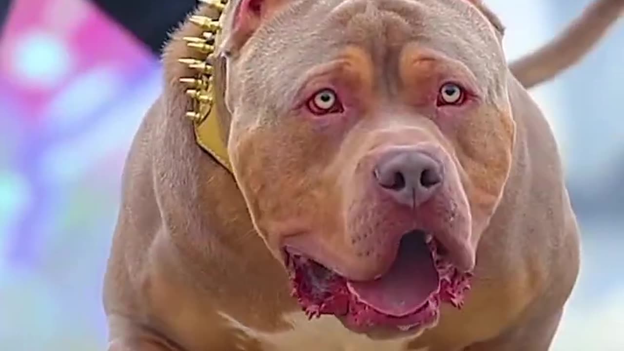 PITBULL DOG STATUS VIDEO