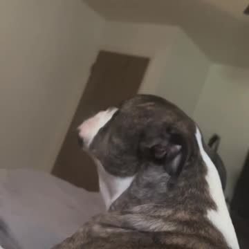 Dog Singing 🐕 🤩